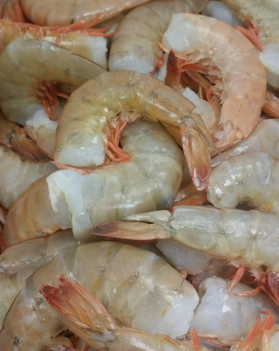 JUMBO GULF SHRIMP SHELL-ON